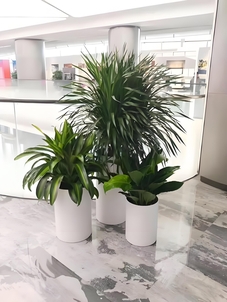 慈溪绿化修剪价格实惠